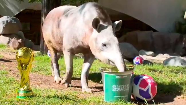 El tapir "Manolo" adivinó la victoria de Arabia Saudita sobre Argentina