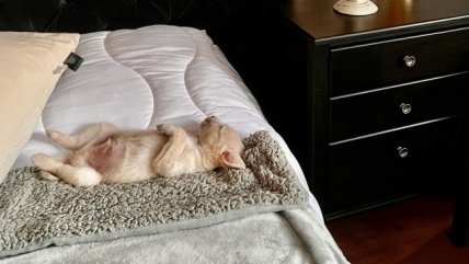 Alexis Sánchez presentó a su nuevo cachorro Salvador