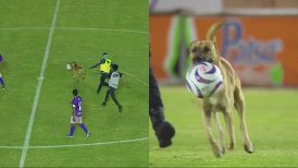 ¡Se los pasó a todos! Un perro sorprendió al apropiarse de la pelota en México