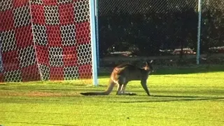 ¡Increíble! Canguro invadió la cancha en un partido de la Segunda división australiana