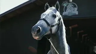 Arturo Vidal presentó al potro “Rotation”, primer semental del Haras Il Campeone