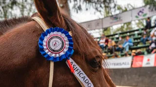 Marcelo Cañete encontró club: Jugará en la Primera B