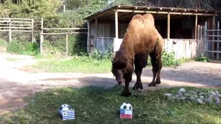 El camello “Joe” se aventuró con un pronóstico para el estreno de Chile en las clasificatorias