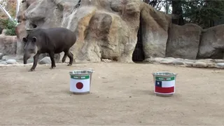 Tapir “Manolo” pronosticó negativo estreno de Chile en la Copa América