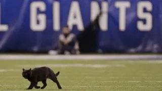Un gato negro se paseó en un partido de NFL y nadie pudo pillarlo