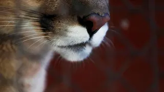 Pumas “Messi”, “Neymar” y “Luis Suárez” crecen en el zoológico de Saransk