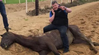 Entrenador hípico generó una polémica mayor tras posar sobre un caballo muerto