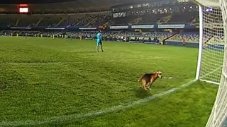 Pausa para un “regalo”: Perrito defecó en la línea del arco en el clásico Fernández Vial-U. de Conce