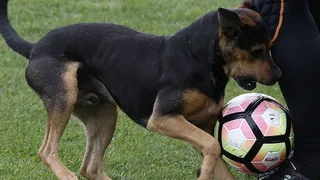 Las atrevidas predicciones del perro “Sultán” para la fecha 20 del Campeonato Nacional