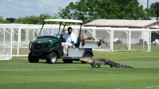 ¡Insólito! Un cocodrilo interrumpió la práctica de Toronto FC de Yeferson Soteldo