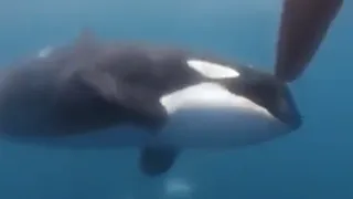 ¡Momentos de terror! Orcas atacaron dos embarcaciones durante competencia de velerismo