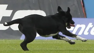 El perro Sultán pronosticó un tropiezo de España y un triunfo de Uruguay en el segundo día de Rusia 2018