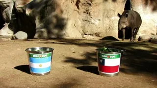 ¡Ya hay pronóstico! El tapir “Manolo” se la jugó con el ganador entre Chile y Argentina