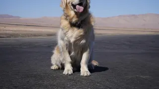 La nueva publicación “canina” de Alexis Sánchez