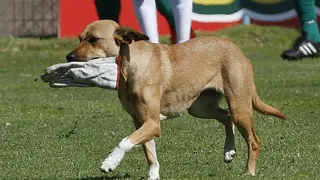 El perro “Sultán” le dio otra mala noticia a Universidad de Chile