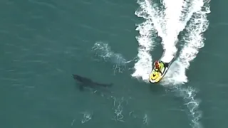 Captaron ataque mortal de un tiburón blanco a surfista en Australia