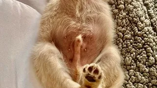 Alexis Sánchez presentó a su nuevo cachorro Salvador