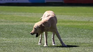 El perro Sultán vaticinó un “resultado Monumental” para el Superclásico