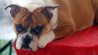 Las predicciones del perro “Sultán”: No habrá campeón esta semana y tiene candidato para el River-Boca