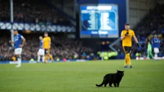 ¿Mal augurio? Un gato negro invadió la cancha en derrota de Everton ante Wolverhampton