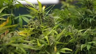 Sanciones por consumo de drogas sociales serán menores si no buscan mejora en el rendimiento