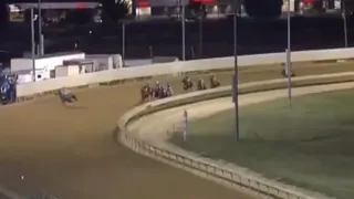 Increíble: La inesperada reacción de un caballo que estaba a punto de ganar una carrera