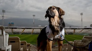 Colo Colo le dio la bienvenida a su nuevo miembro: “Capitán”
