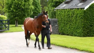 “Galileo”, el semental cuyo valor supera los pases de Cristiano, Messi y Neymar