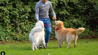 El tierno mensaje de Alexis a sus perros