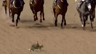 Pareja de conejos fue sorprendida en comprometedora situación durante una carrera