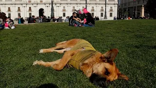 El perro Sultán cree que la UC mantendrá su racha ganadora en el Campeonato