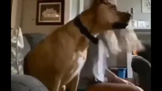 ¿Real o fake? El viral de un perro que “celebra” un gol de Italia