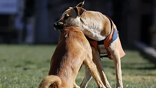 La segunda parte de los pronósticos de “Sultán” para los octavos de final del Mundial de Rusia