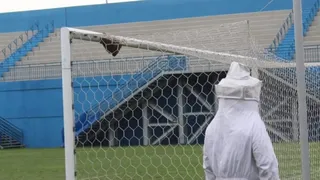 Un panal de abejas obligó a retrasar partido del fútbol brasileño