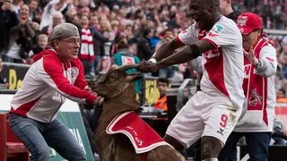 Mascota del club alemán Colonia fue sacrificada por motivos de salud