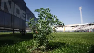 Yolanda Sultana: A Colo Colo todos le tienen envidia, y la ruda sirve para alejar esas vibras