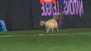 Entusiasta gato invadió la cancha en el partido de México contra Bermudas