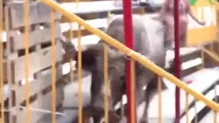 Toro saltó hacia el público y causó momentos de terror en España