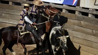 Dictamen de Contraloría anuló ordenanza municipal de Recoleta que prohibía el rodeo