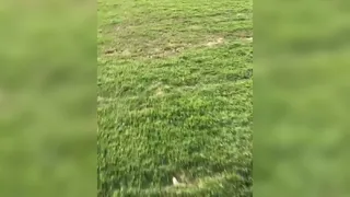 Mucha arena y poco pasto: Así quedó la cancha de Santa Laura tras el duelo de la U y Huachipato