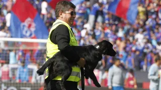 El perro Sultán pronosticó un traspié de la UC y triunfos para la U y Colo Colo