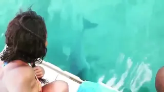 Delfín rescata celular de una turista