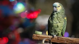 Lo Peor de lo Nuestro: Los “pajaritos” de Ivo Bay