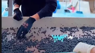 Alexis Sánchez mostró cómo opera su viña Alma Soul