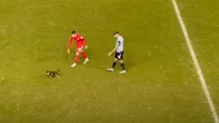 Gato escurridizo se robó la atención durante un partido del fútbol inglés