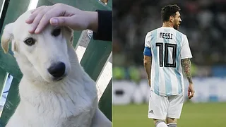 Perro “Sultán” se la jugó con un vaticinio de la suerte de Argentina en vital partido ante Nigeria