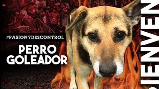 Ñublense fichó a “perro goleador” de Chillán