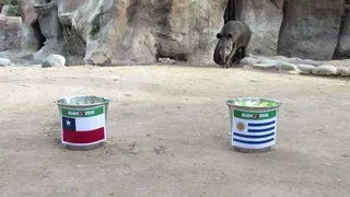 El tapir “Manolo” ya dio su veredicto: Así le irá a Chile ante Uruguay