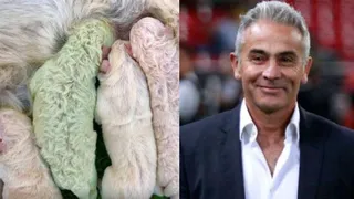 Juvenal Olmos y el nacimiento de un perro verde en Italia: Mi apodo lo viralizó Bonvallet