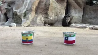¡Ojo acá! El tapir Manolo hizo su predicción para el duelo entre Chile y Ecuador